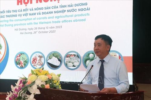 Mở rộng thị trường xuất khẩu cà rốt và nông sản chủ lực