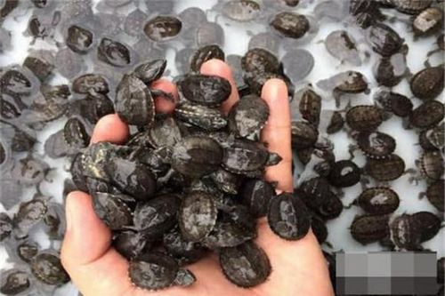 Đặc điểm của loài rùa nhỏ nhất thế giới, rùa xạ hương mini - Bí ẩn động vật