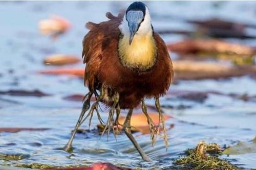Jacana: Loài chim nhiều chân, chúa tể của vùng biển châu Phi!