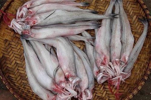 Loài cá thân mềm như cháo, hương vị tuyệt ngon mà giá chỉ hơn 200.000 đồng/kg