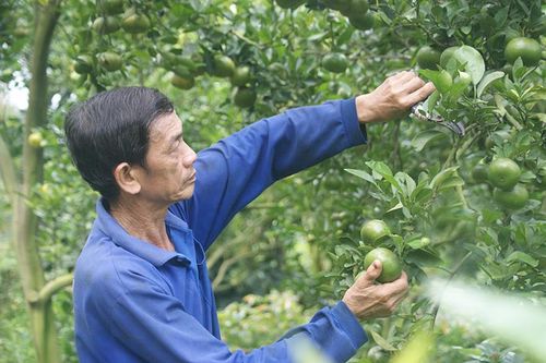 Sản xuất nông nghiệp phát triển ổn định