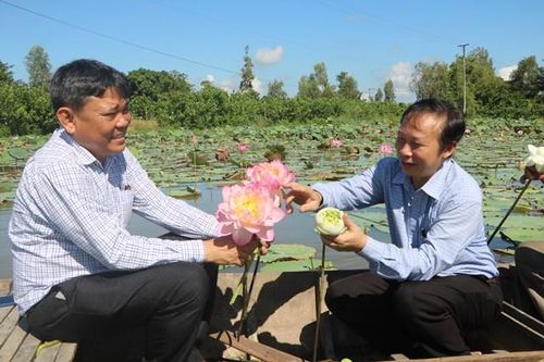 Đồng Tháp triển khai trồng thí điểm một số giống sen mới phục vụ du lịch sinh thái