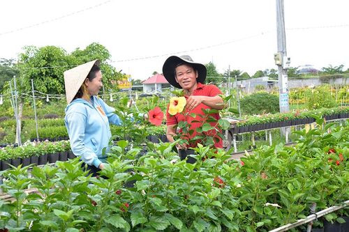 Rộn ràng mùa sản xuất hoa Tết tại làng hoa Sa Đéc