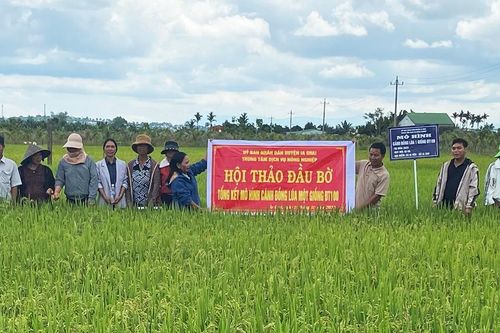 Ia Grai: Hội thảo mô hình sản xuất lúa giống ĐT 100