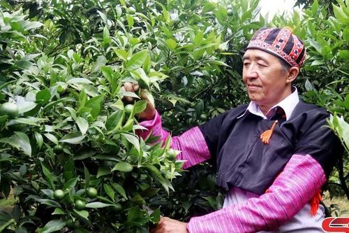 Những tỷ phú trên vùng đất Mộc Châu