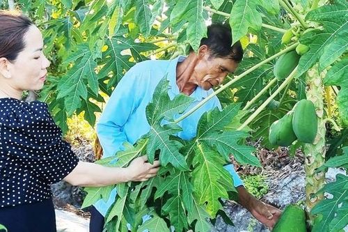 Trao sinh kế, tạo việc làm