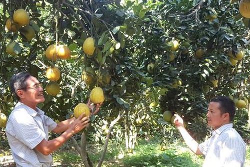 Hơn 78.600 hộ cựu chiến binh trong Cụm thi đua số 5 được vay vốn chính sách