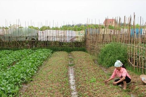 Hà Nội: Đôn đốc gieo trồng cây vụ đông trong khung thời vụ