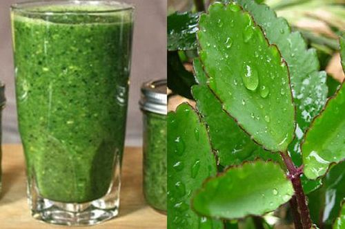 Loại cây mọc dại ở Viêt Nam nhưng được thế giới dùng làm thuốc chữa bệnh, hiệu quả nhất là với bệnh xương khớp