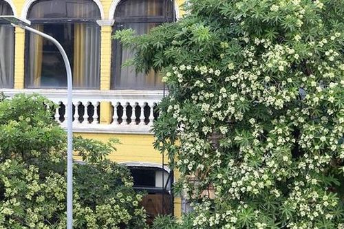 Hà Nội: Mùa hoa sữa nở rộ, mùa ám ảnh nhất trong năm với nhiều người