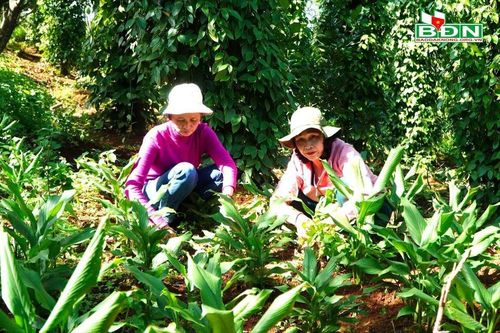 Thúc đẩy phát triển các vùng dược liệu ở Đắk Nông