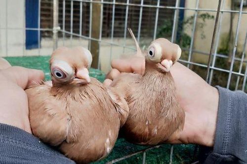 Lạ lùng loài bồ câu mắt lồi có khả năng đặc biệt