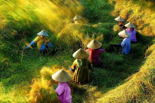 Triển lãm và ra mắt sách ảnh 'Bức tranh quê' của cố NSNA Hoàng Thạch Vân