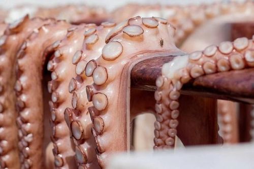 Ăn bạch tuộc sống, cụ ông đối mặt thần chết