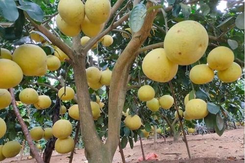 Bưởi Phúc Trạch- 'Đệ nhất danh quả' giúp nông dân kiếm 590 tỷ đồng