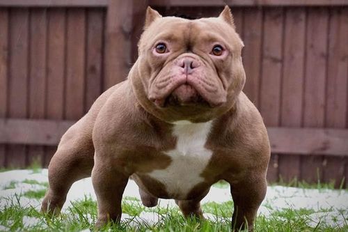 Xuýt xoa giống chó 'quý như vàng', đại gia Việt chi tiền tỷ tìm mua