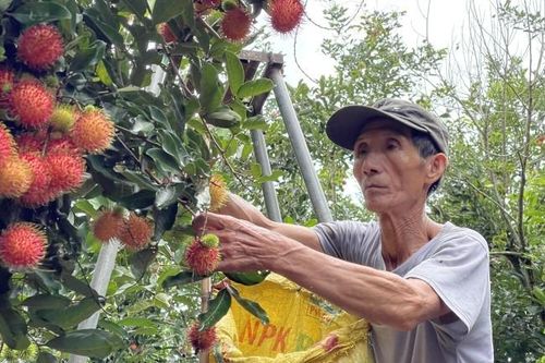 Trồng chôm chôm, cây thấp tè ra trái quá trời, bẻ là bán hết