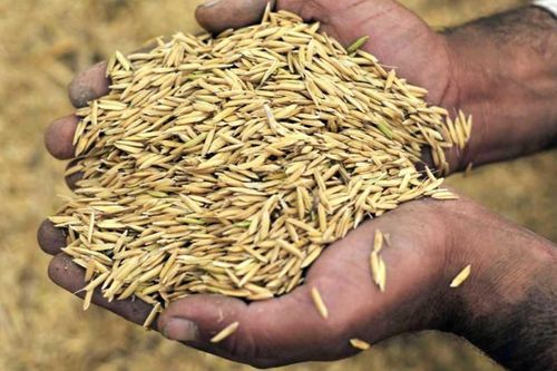 Pin sạc từ vỏ trấu