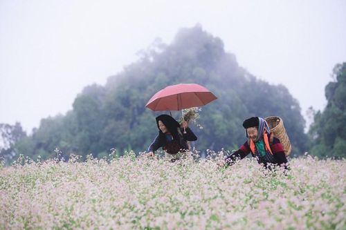 Hà Giang sẵn sàng cho Lễ hội hoa Tam giác mạch lần thứ 9