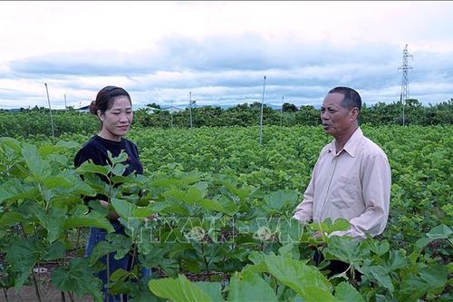 Gia Lai: Phá thế độc canh cây 'vàng đen'