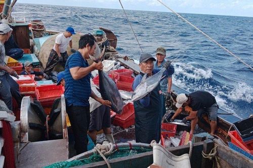 'Cùng ngư dân thắp sáng đèn trên biển' chung tay tháo gỡ thẻ vàng IUU