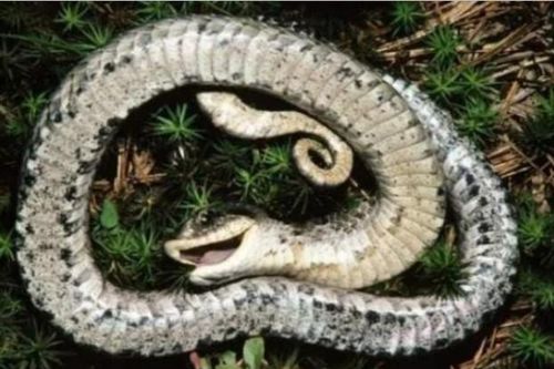 Một loại rắn Hognose thường giả vờ chết để đánh lừa con mồi