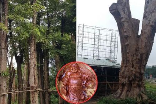 Đại gia sở hữu 'báu vật' ngàn năm: Loại gỗ quý trăm năm cao 1 tấc, ngã giá 1 triệu đô nhưng không bán