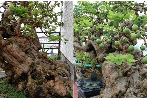 Bất ngờ cây ổi bonsai thế 'Bạt phong' 300 tuổi ở Hà Nội: Sai trĩu quả, đại gia trả hơn 1 tỷ không bán