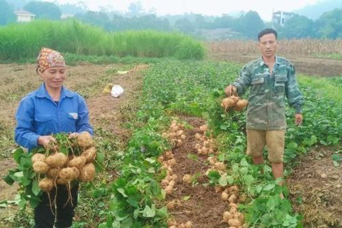 Nông dân Thái Niên thu lãi lớn từ trồng củ đậu