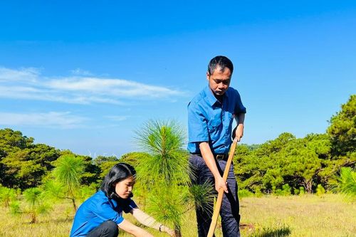 Tuổi trẻ Pleiku chung tay phủ xanh đất trống, đồi trọc