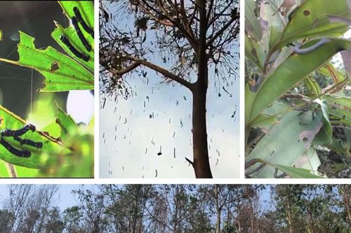 Dịch sâu đo ăn lá quế lan rộng ở huyện Bảo Thắng và Văn Bàn