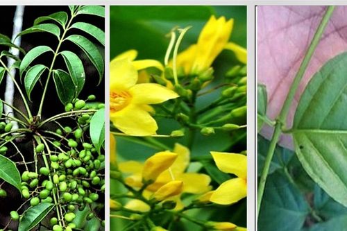 Cấp cứu thành công 2 bệnh nhân ngộ độc lá ngón