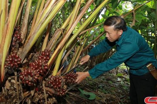 Bắc Yên đẩy mạnh công tác giảm nghèo