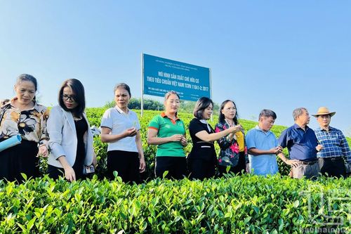 Sản xuất chè hữu cơ gắn với liên kết tiêu thụ sản phẩm