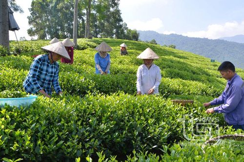 Nâng cao giá trị sản phẩm chè từ các làng nghề