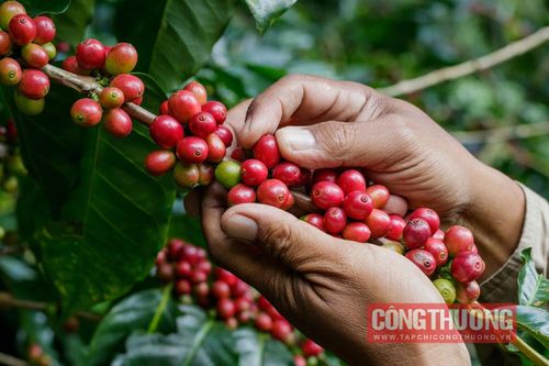 Giá cà phê hôm nay 27/10: Giảm ngày thứ 3 liên tiếp, rời mốc 60.000 đồng/kg