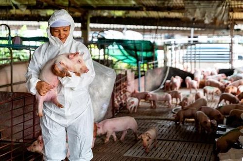Đầu tư cổ phiếu chăn nuôi nhìn từ một doanh nghiệp đầu ngành