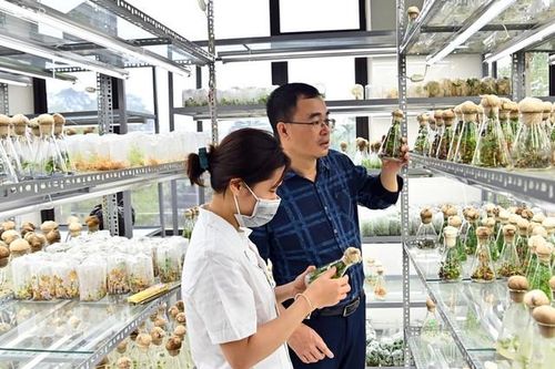 Bảo tồn bền vững tài nguyên dược liệu Việt Nam