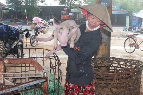 Độc lạ ngôi chợ bồng… heo ở Quảng Nam