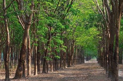 Chuyển đất trồng cây lâu năm sang đất ở cần điều kiện gì?