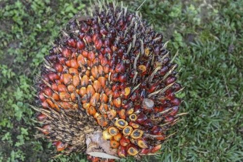 Indonesia thực hiện chuyến bay đầu tiên sử dụng nhiên liệu dầu cọ