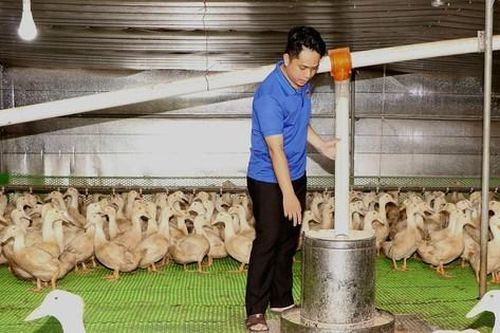 Thành công từ mô hình nuôi vịt khép kín