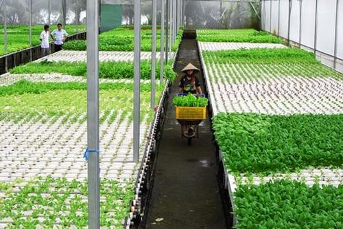 Bỏ ghế giám đốc về trồng rau, kiếm 80 triệu đồng/tháng