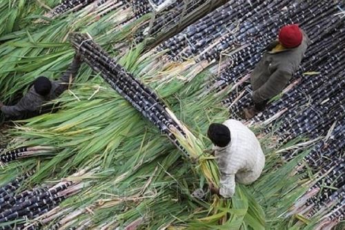 Mía đường 'mừng gần, lo xa' sau khi chạm đỉnh 12 năm