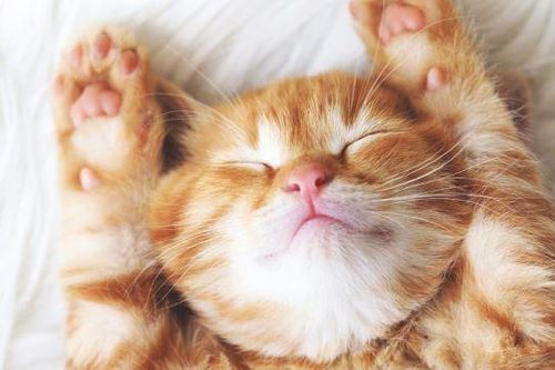 Động vật có mơ hay không?
