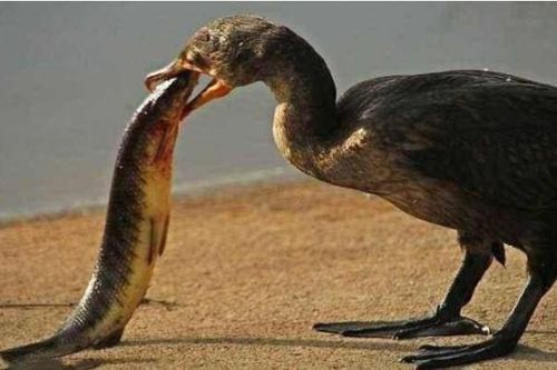 Khi động vật ăn cá, chúng không sợ bị hóc xương cá sao? Nếu tôi gặp khó khăn thì sao?