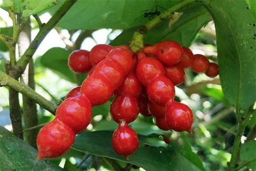 Loại quả nhìn như kẹo hồ lô, là thứ ăn vặt nổi tiếng ở Quảng Ngãi, nó vắng bóng trên chợ mạng và rất khó mua