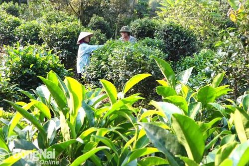 Đặc sản trà Phú Hội