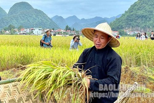 Bắc Sơn: Tổ chức cuộc thi gặt lúa bằng công cụ thô sơ