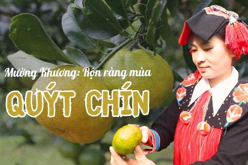 Mường Khương: Rộn ràng mùa quýt chín